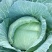 平包菜