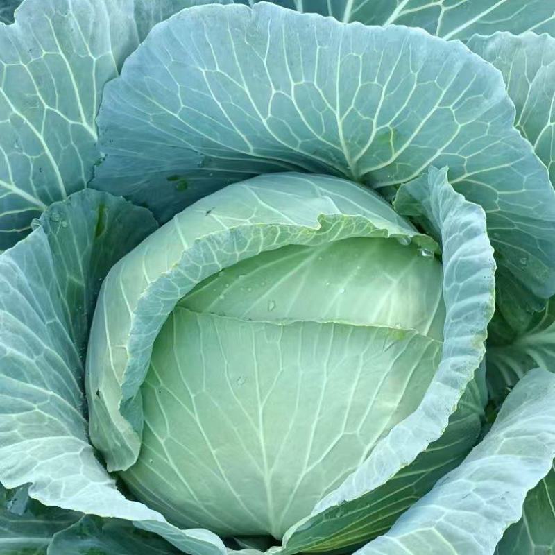平包菜