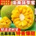 【正宗】当季黄肉菠萝蜜一整个新鲜水果大树木菠萝干苞整箱批