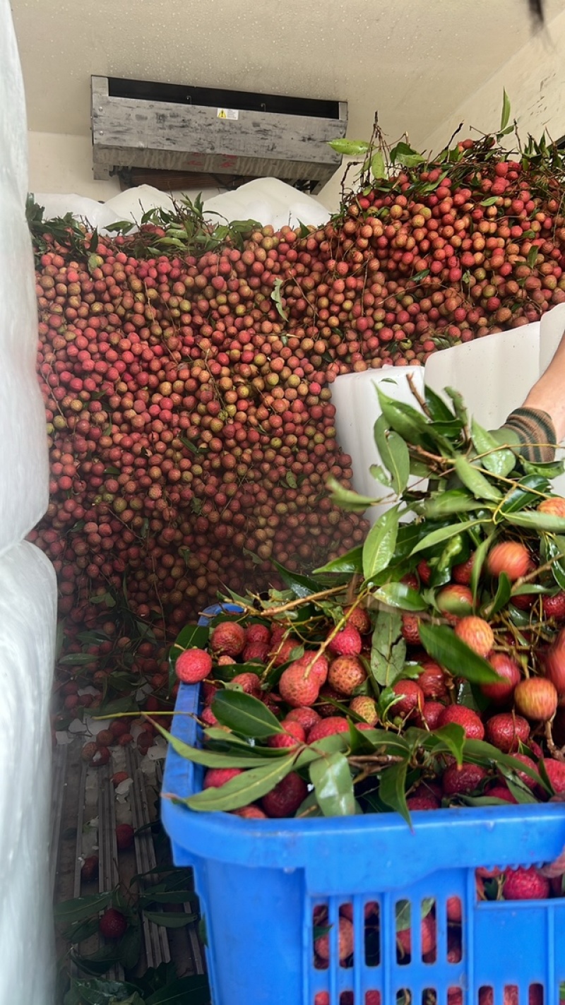 广西黑叶大量上市产地直发价优位质量保证