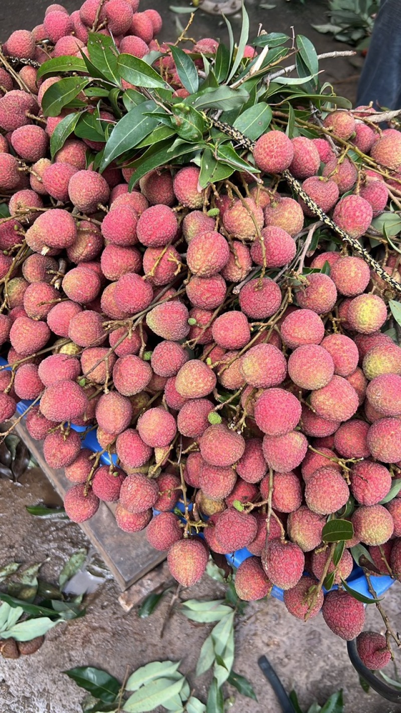 广西黑叶大量上市产地直发价优位质量保证