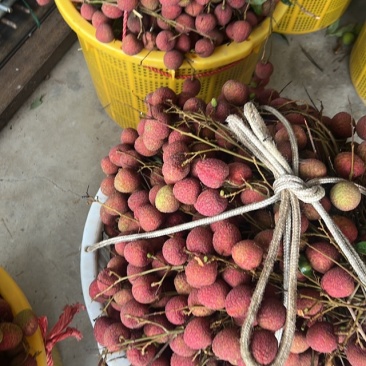 广西黑叶大量上市产地直发价优位质量保证