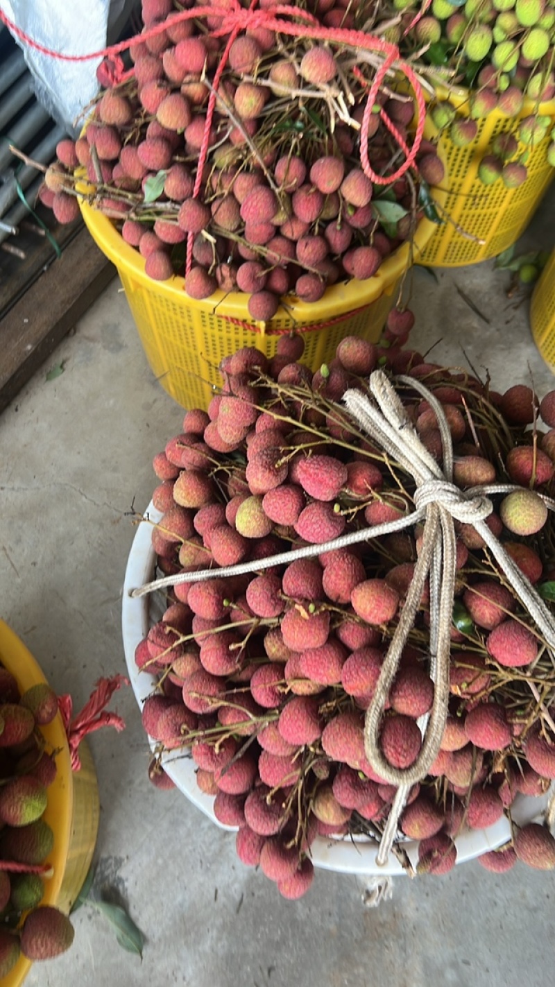 广西黑叶大量上市产地直发价优位质量保证