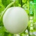 彩箱带箱5斤冰淇淋玉菇甜瓜正宗奶香蜜瓜现摘新鲜当季