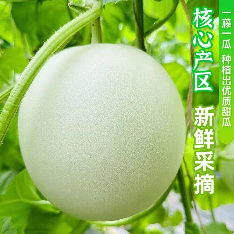 彩箱带箱5斤冰淇淋玉菇甜瓜正宗奶香蜜瓜现摘新鲜当季
