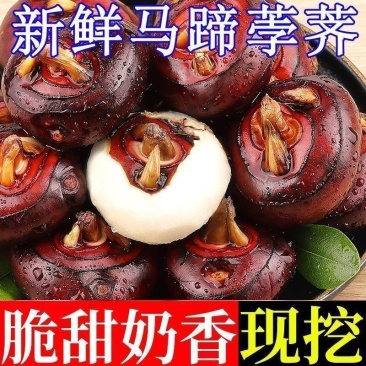 广西马蹄正宗新鲜荸荠农家当季地栗地梨水果特产多汁现挖蔬菜