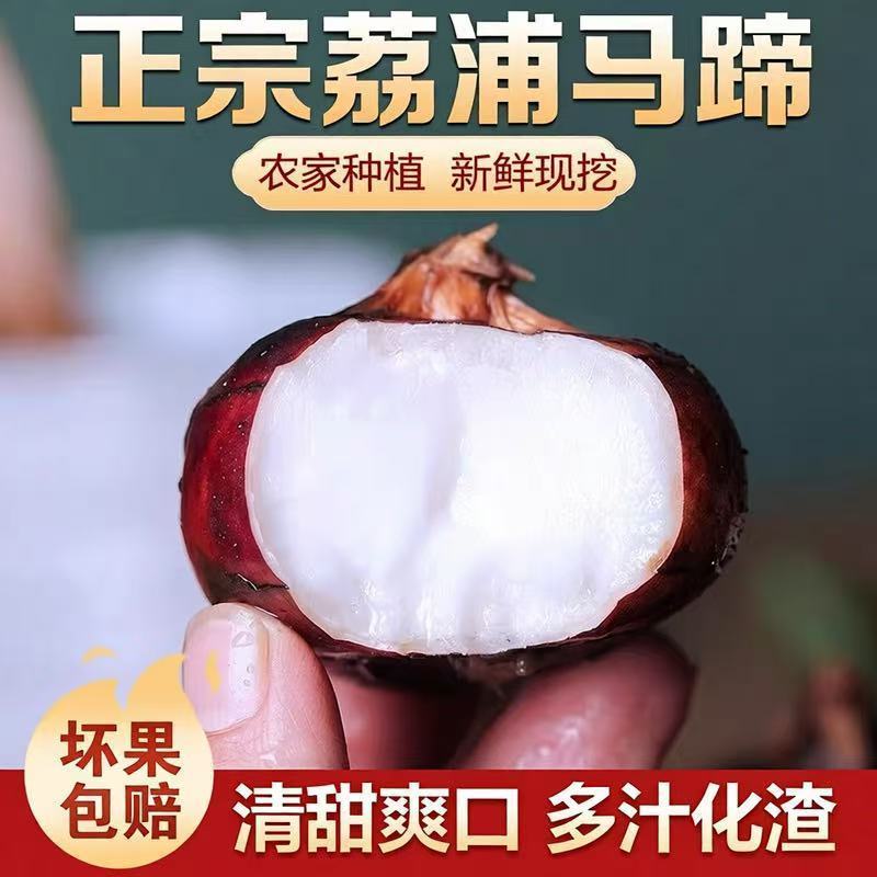 广西马蹄正宗新鲜荸荠农家当季地栗地梨水果特产多汁现挖蔬菜