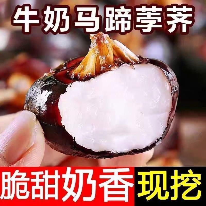 广西马蹄正宗新鲜荸荠农家当季地栗地梨水果特产多汁现挖蔬菜