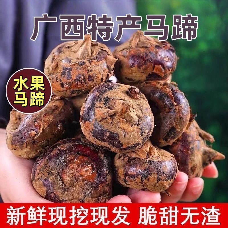 广西马蹄正宗新鲜荸荠农家当季地栗地梨水果特产多汁现挖蔬菜