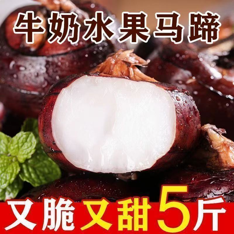 广西马蹄正宗新鲜荸荠农家当季地栗地梨水果特产多汁现挖蔬菜