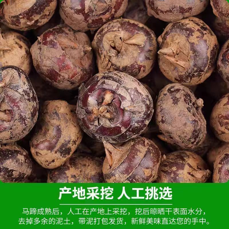 广西马蹄正宗新鲜荸荠农家当季地栗地梨水果特产多汁现挖蔬菜
