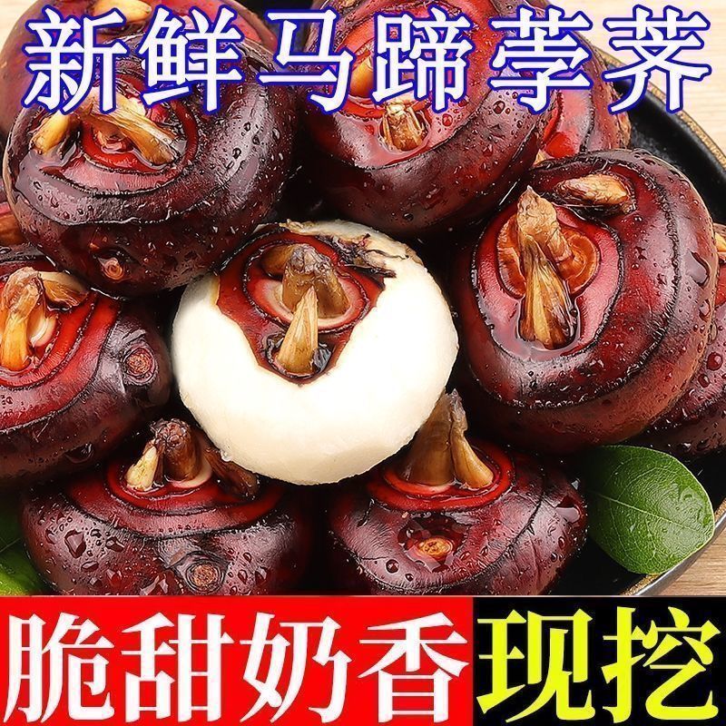 广西马蹄正宗新鲜荸荠农家当季地栗地梨水果特产多汁现挖蔬菜