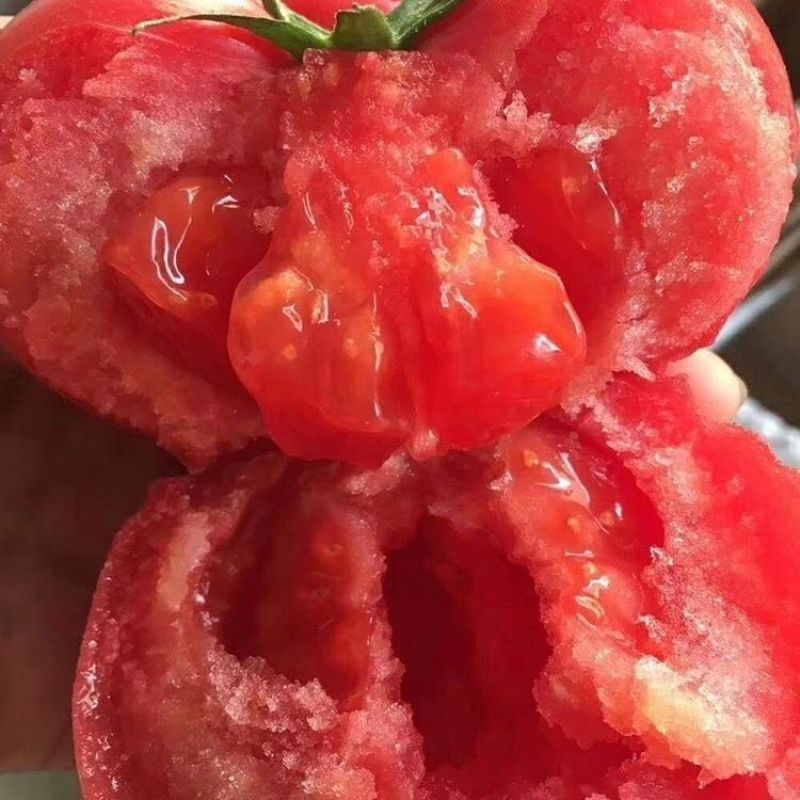 山东普罗旺斯生吃西红柿新鲜沙瓤大番茄自然熟水果粉柿子