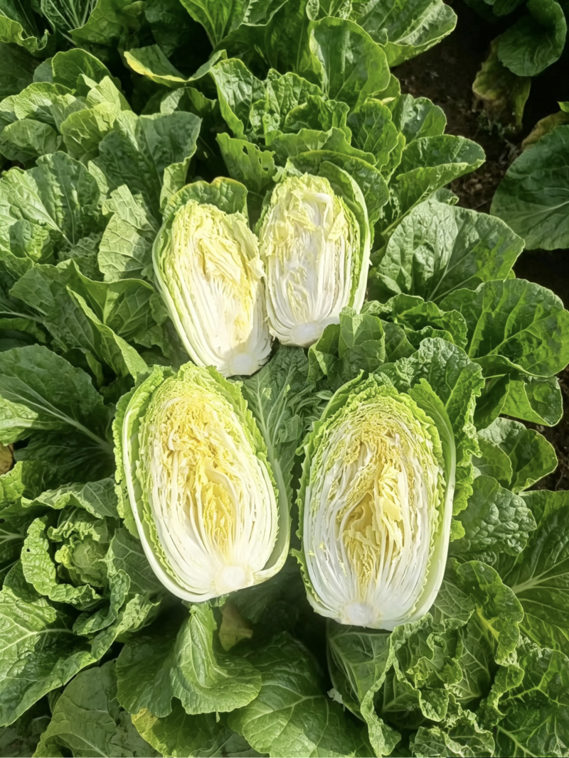 大白菜，个人种植没有任何费用，量大从优