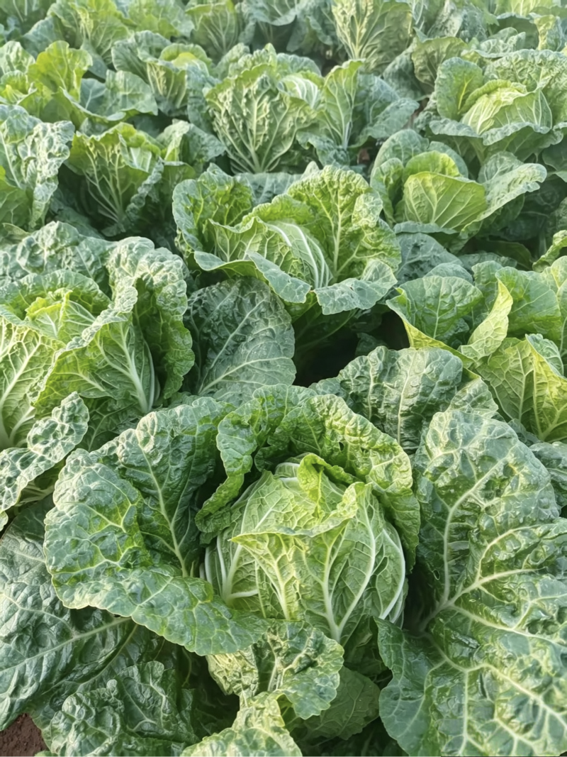 大白菜，个人种植没有任何费用，量大从优