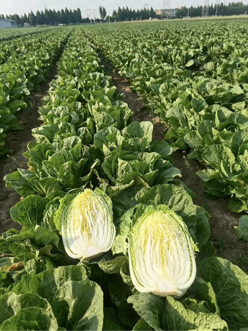 大白菜，个人种植没有任何费用，量大从优