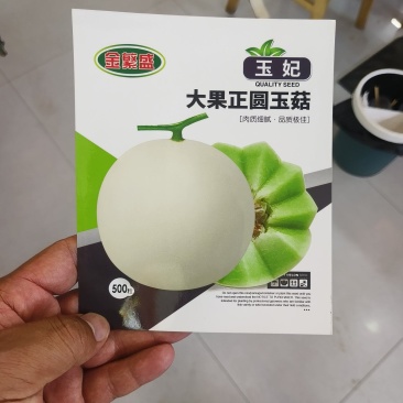 玉妃大果正圆玉菇抗病耐低温易管理含糖量高