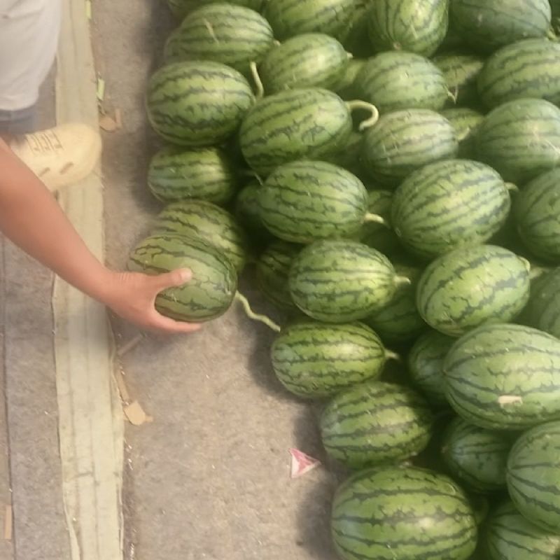 山东小糖丸西瓜大量上市中基地直发对接商超团购一条龙服务