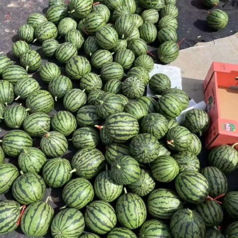 山东小糖丸西瓜大量上市中基地直发对接商超团购一条龙服务