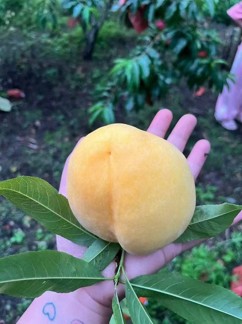 高山锦绣【黄桃】，现摘现发，货量足，价格优，欢迎老板咨询
