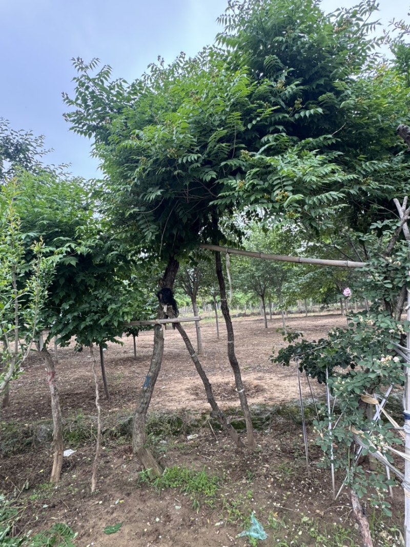 15公分凌霄，基地直供，10-20公分量大，各种规格齐全