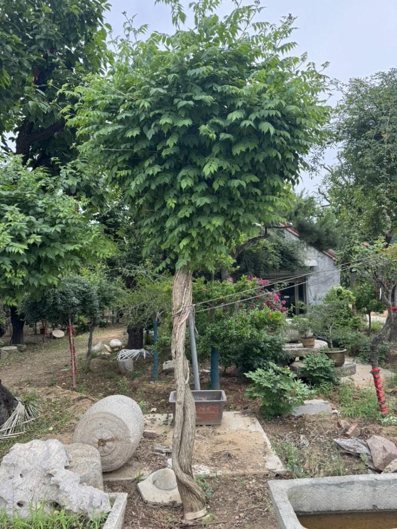 15公分凌霄，基地直供，10-20公分量大，各种规格齐全