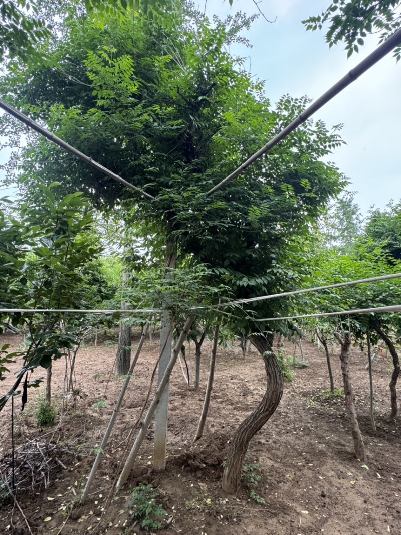 15公分凌霄，基地直供，10-20公分量大，各种规格齐全