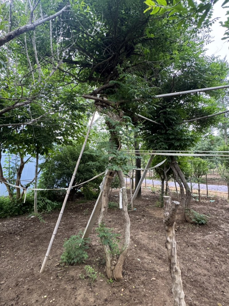 15公分凌霄，基地直供，10-20公分量大，各种规格齐全