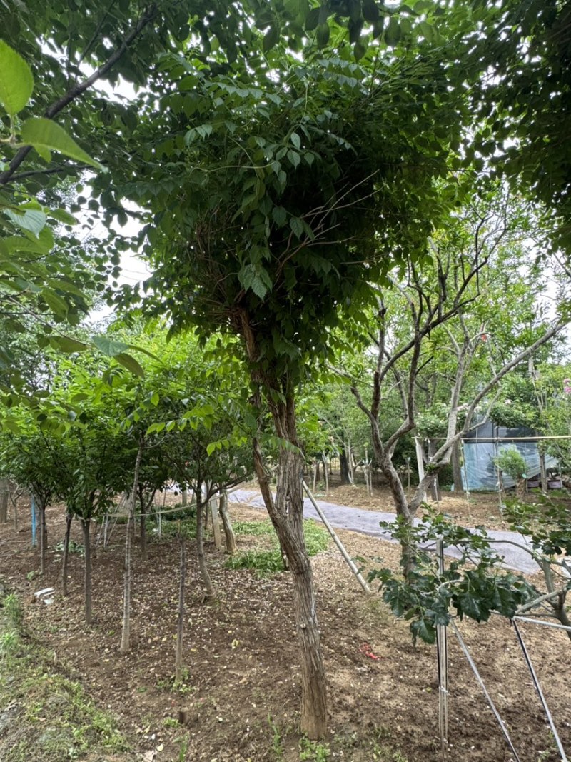 15公分凌霄，基地直供，10-20公分量大，各种规格齐全
