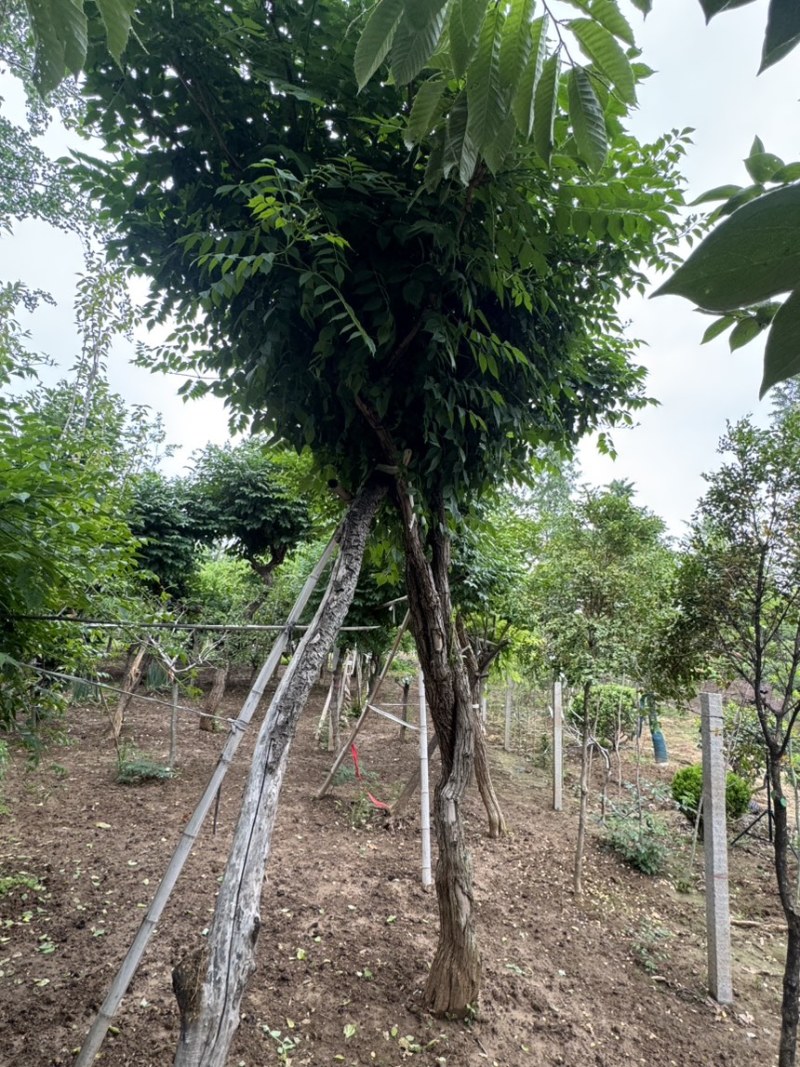 15公分凌霄，基地直供，10-20公分量大，各种规格齐全