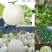 玉妃大果正圆玉菇抗病耐低温易管理含糖量高