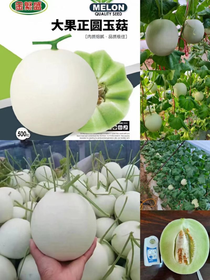 玉妃大果正圆玉菇抗病耐低温易管理含糖量高