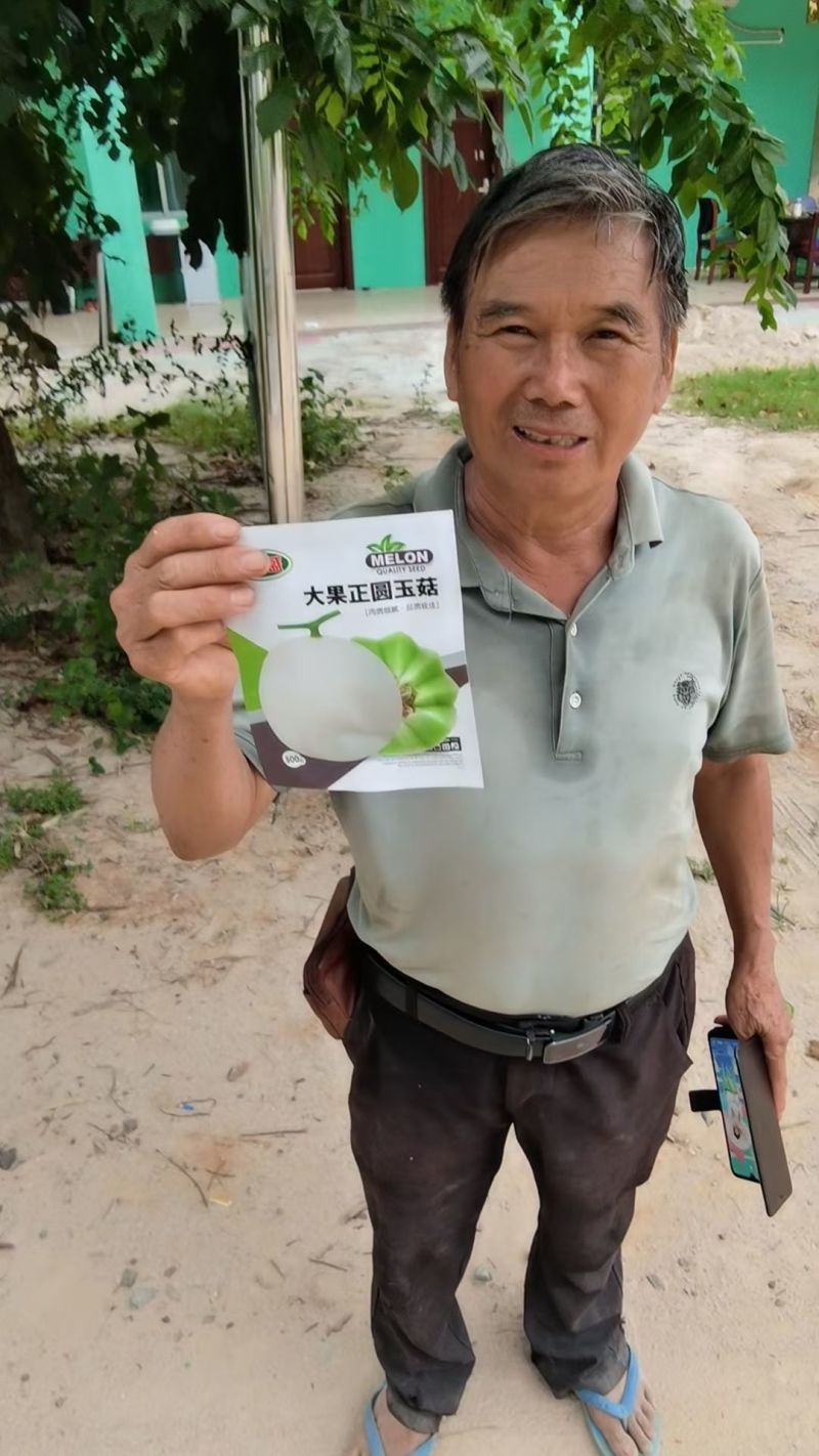 玉妃大果正圆玉菇抗病耐低温易管理含糖量高