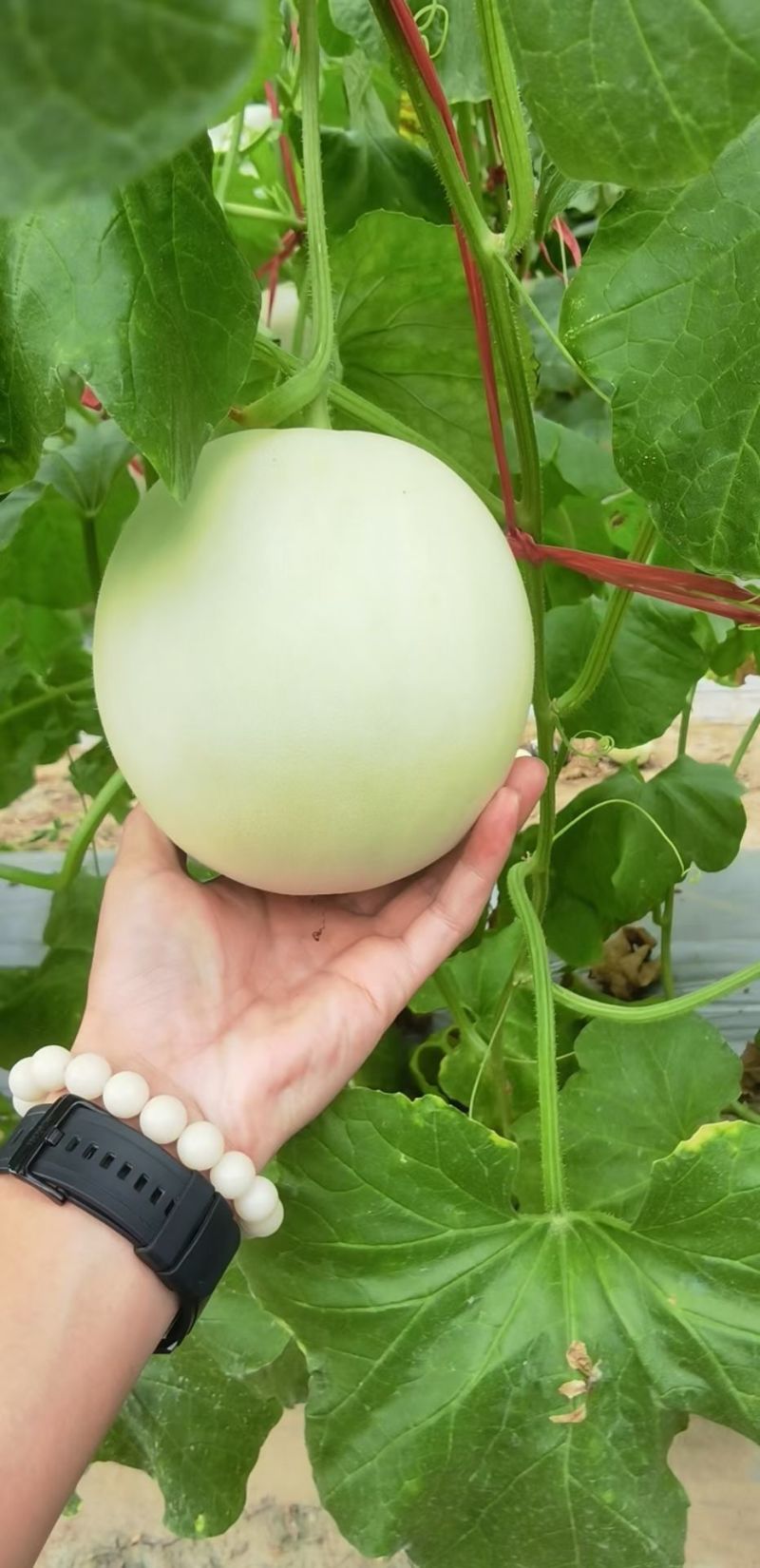 玉妃大果正圆玉菇抗病耐低温易管理含糖量高