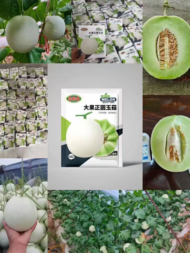 玉妃大果正圆玉菇抗病耐低温易管理含糖量高