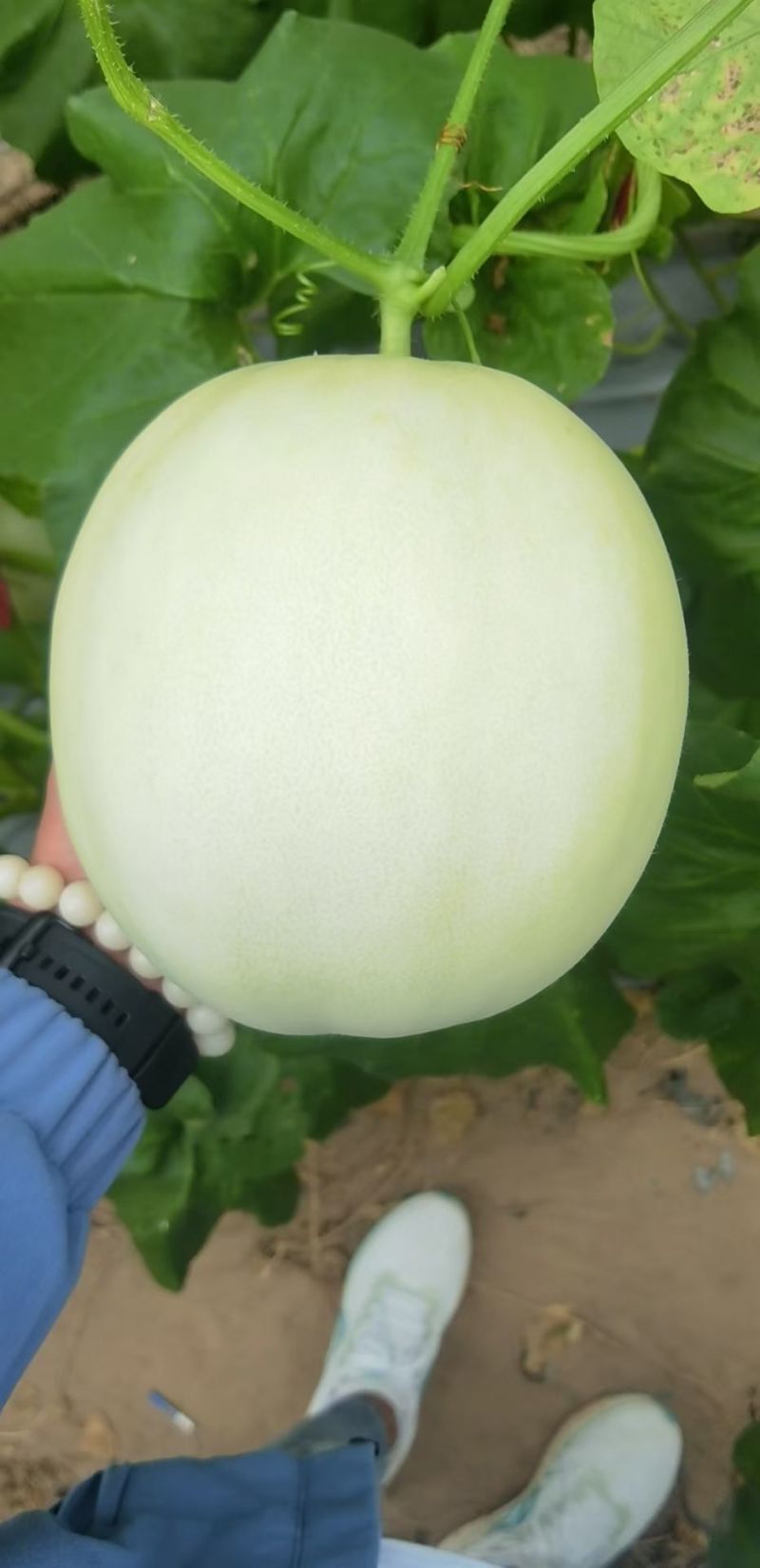 玉妃大果正圆玉菇抗病耐低温易管理含糖量高