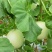 玉妃大果正圆玉菇抗病耐低温易管理含糖量高