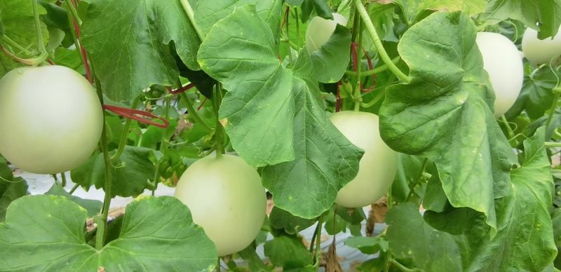 玉妃大果正圆玉菇抗病耐低温易管理含糖量高