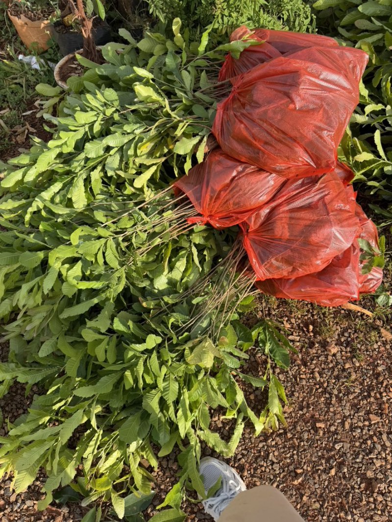 麻栎苗