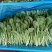 鸡毛菜毛毛菜长期大量供应