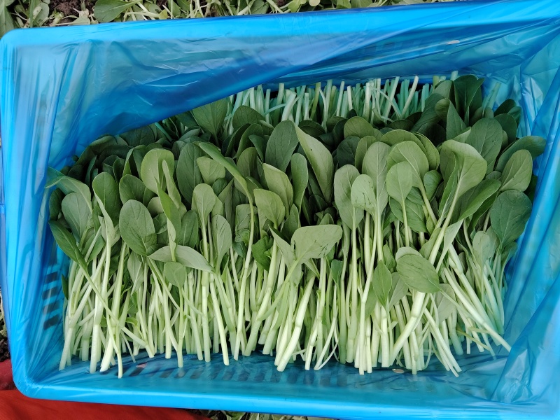 鸡毛菜毛毛菜长期大量供应
