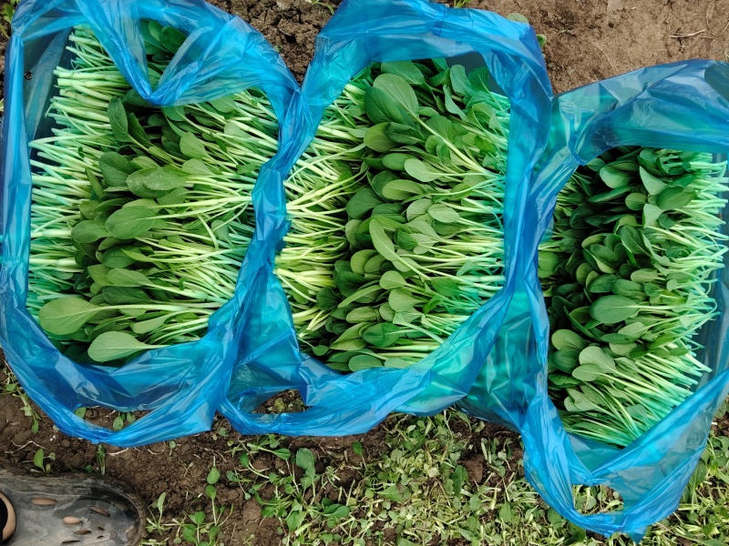 鸡毛菜毛毛菜长期大量供应