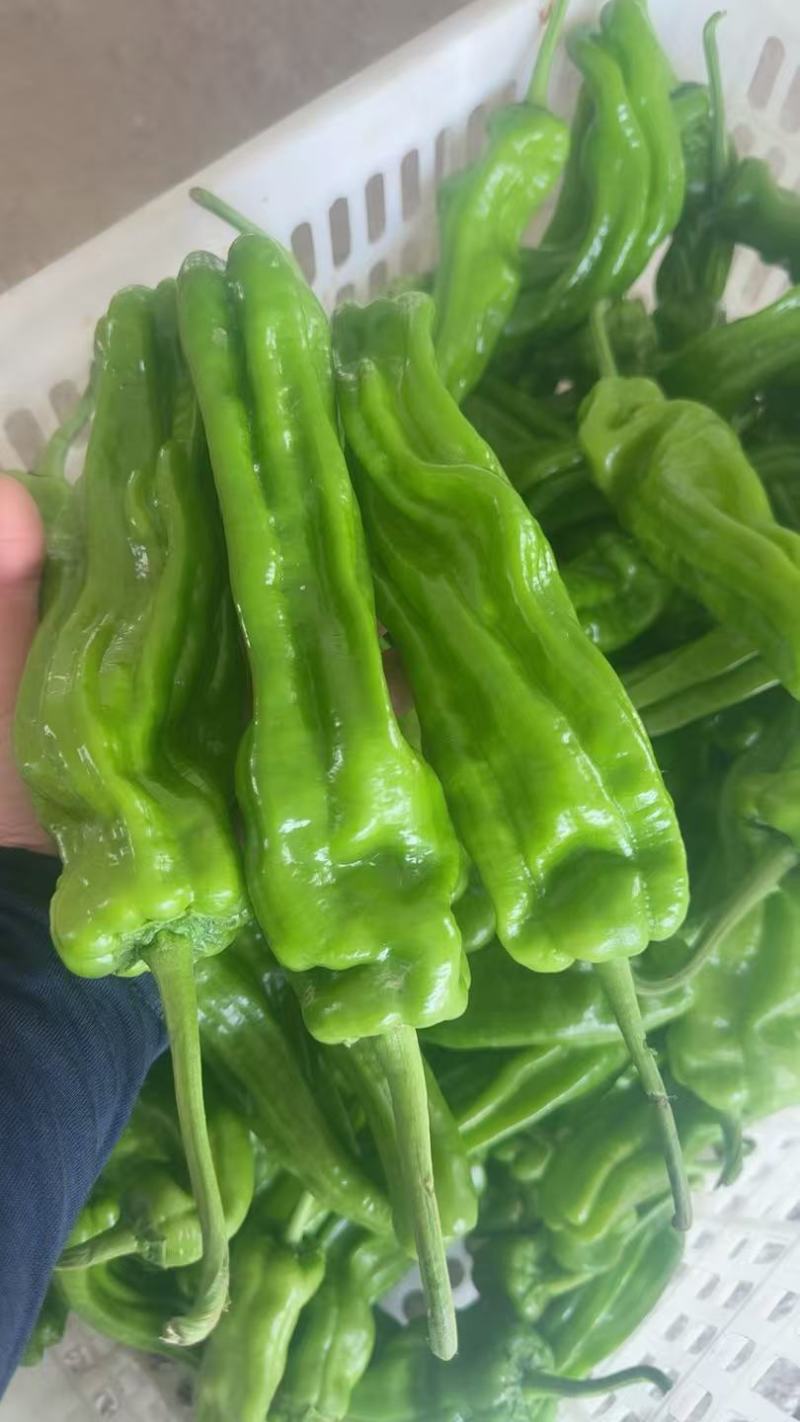 南通大棚精品青椒大量上市全国发货诚信合作。