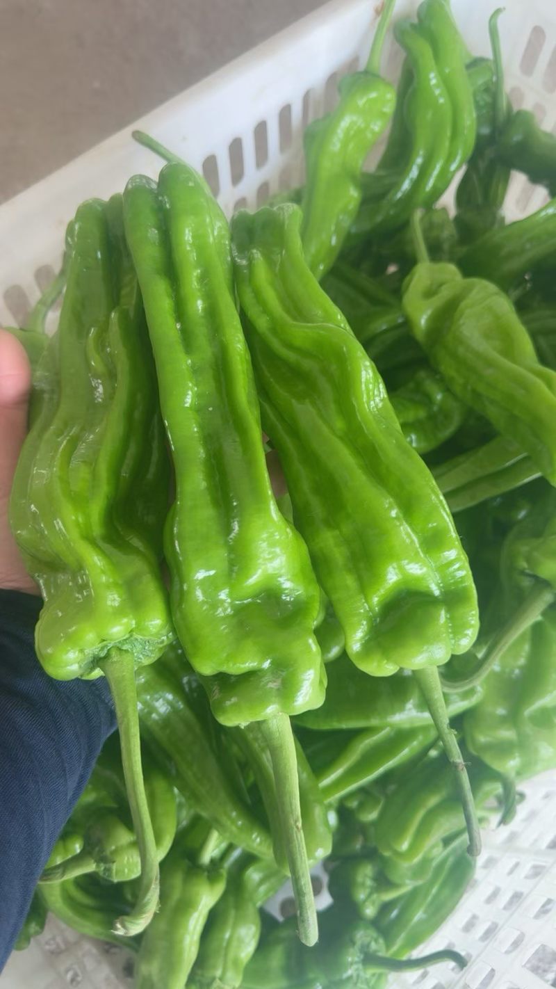 南通大棚精品青椒大量上市全国发货诚信合作。