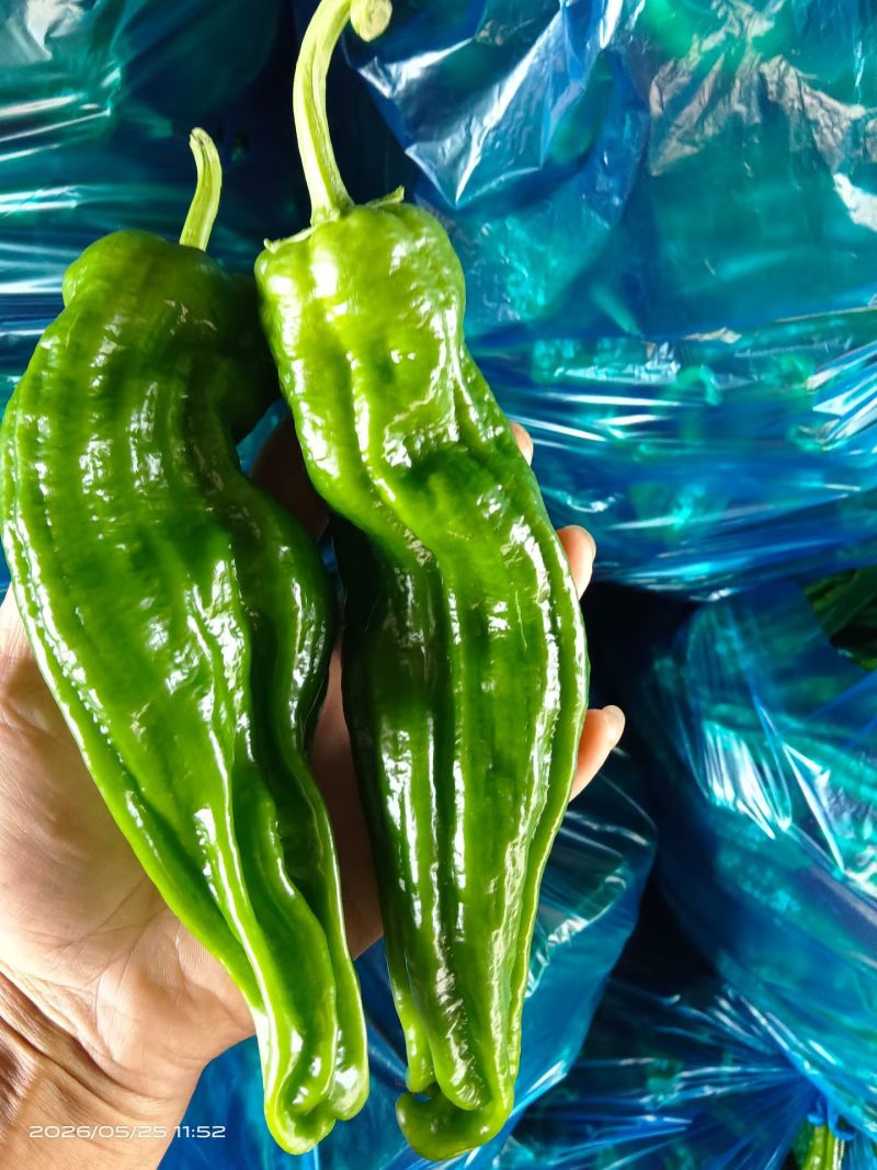 南通大棚精品青椒大量上市全国发货诚信合作。
