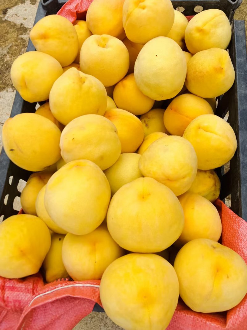 黄桃