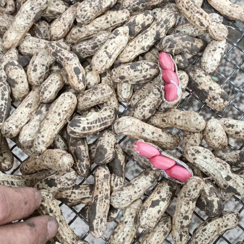 四粒红花生