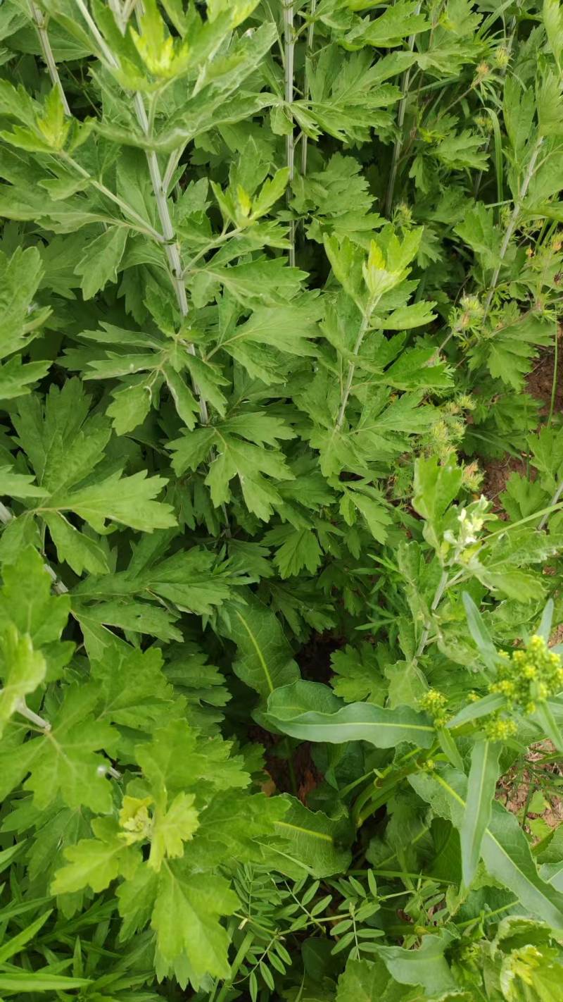 新鲜艾草