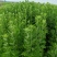 新鲜艾草