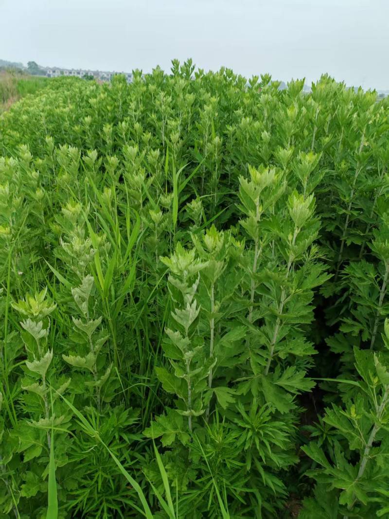 新鲜艾草